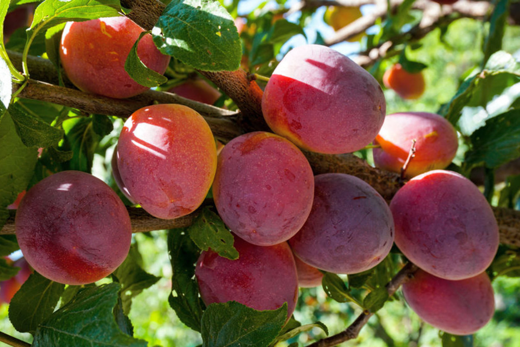 Mariposa Plums Plants